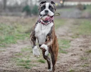 Epoch Puppy Foundation 101